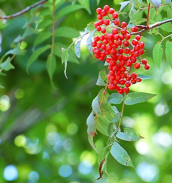 新緑から春の花々、そして紅葉、秋の赤い実と、すべてにおいて美しいナナカマド。名木の一つだと思います。