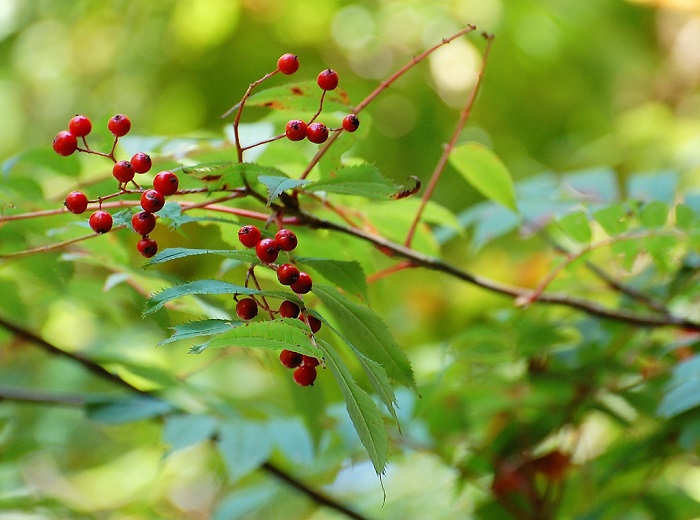 このナナカマドの葉もまだ紅葉していませんが、赤い秋の実が美しく可憐でした。やはりナナカマドも秋の紅葉の主役の一つですね(小沢平・ブナの原生林内にて）。