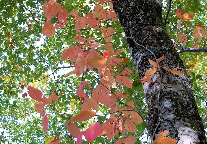 ブナの原生林内にてブナの木にツルを伸ばしピンク色の紅葉の姿を魅せるツタウルシ。(２０１７年９月２９日・小沢平にて）