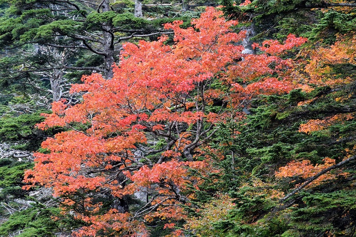 美しい針葉樹林帯が広がる帝釈山の山肌に、赤く美しい紅葉の姿を魅せるモミジ。針葉樹林の中で実に見事な紅葉の姿を魅せておりました(２０１７年１０月２日）。
