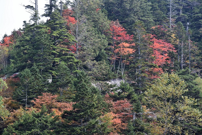 帝釈山登山口へ続く林道わきの紅葉が見頃を迎えております(２０１７年１０月２日）。