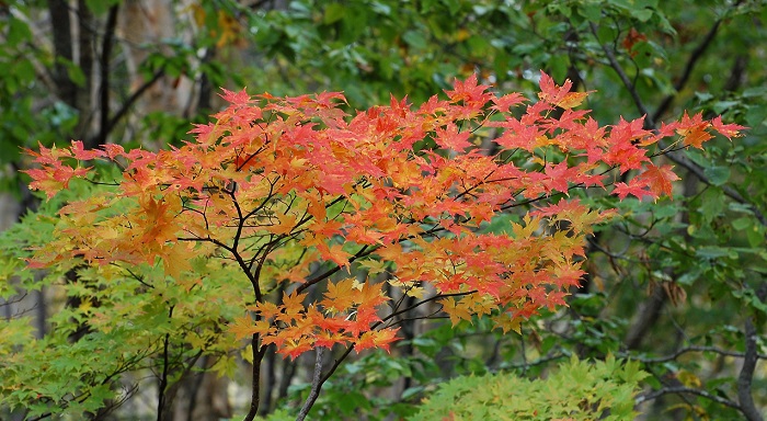 青葉から赤く紅葉し始めたモミジの姿がとても美しく、光り輝いて見えました。まさに尾瀬国立公園を抜けるブナ樹海ラインなどでの、モミジの紅葉の季節の到来です。