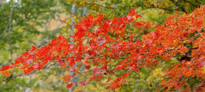 真っ赤に染まる山漆と赤や黄色のモミジの紅葉で、今年も紅葉の見ごろを迎えてきた尾瀬ブナ平（２０１７年１０月６日）。