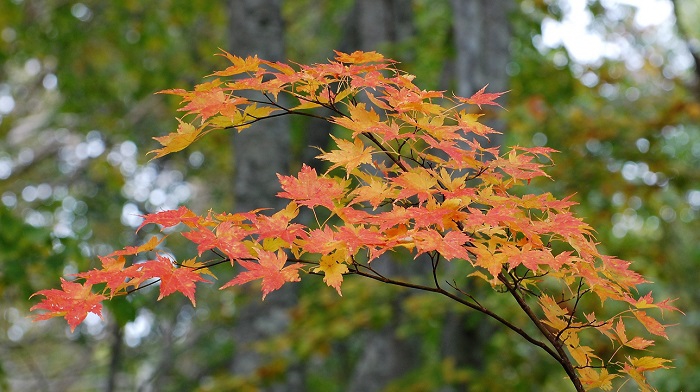 モミジの紅葉は平野部でもごく普通に見られますが、標高の高いブナの原生林内で見られるモミジの紅葉の姿にも心洗われる美しさがあります。