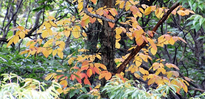 清流桧枝岐川渓谷沿いの、巨大な栗の木にツルを伸ばしたツタウルシの紅葉(２０１７年１０月９日）。