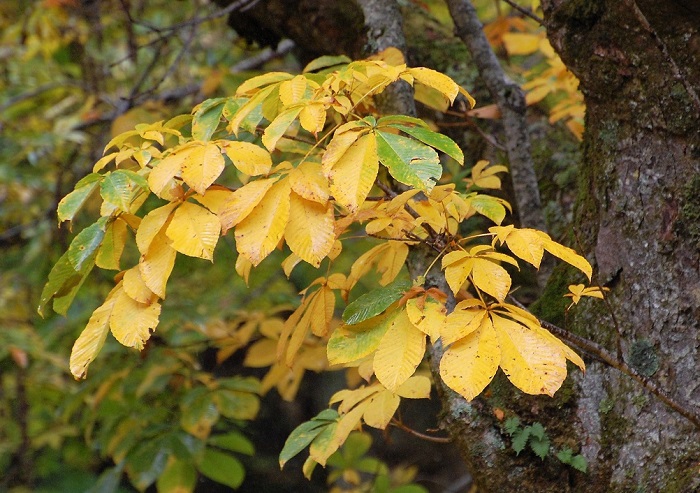 巨大な栃の木の葉の紅葉が雨に濡れる中、キラキラと光り輝いているようで、しばらく眺めていると、かつて村営の製材所で働いていた頃に見た巨大な栃の木の姿が思いだされました。栃の木の中は、肌色や真っ白で、中心部は赤く、製材していると、チジミという栃の木ならではの本当に美しい木の木目が現れてきたりして、いつもとても美しいチジミの木目を探したり、見つけるのが、とても楽しみでした。