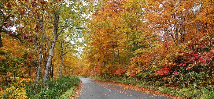 尾瀬ブナ平の原生林の紅葉が見頃でとても美しい秋の雨上がりの景観でした（２０１７年１０月１２日）。