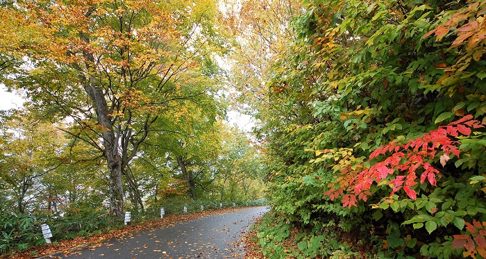 尾瀬御池登山口から小沢平へ続くブナ樹海ラインの紅葉が最高に見頃を迎えております。小雨模様の中、霧に包まれた原生林がとても神秘的で、雨に濡れて光り輝く紅葉の葉とともに、秋の美しい景観の一つだと思います。