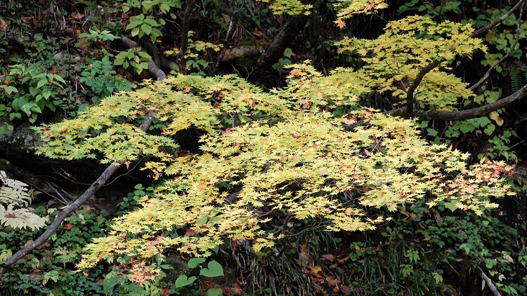 渓谷の巨大な原生林の下で美しい紅葉の姿を魅せるモミジが見頃を迎えてきております。