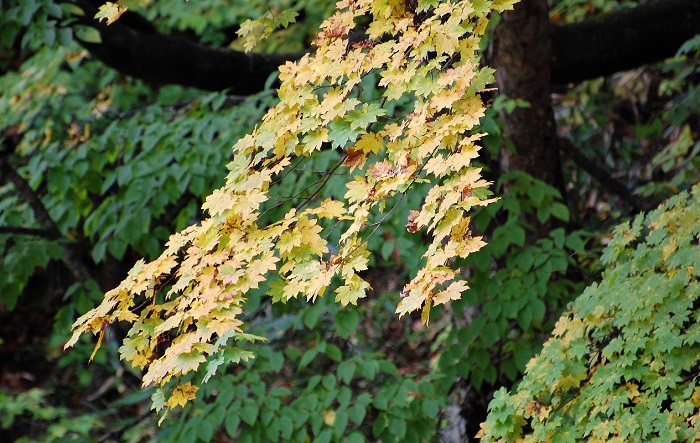 清流・檜枝岐川渓谷の水面の近くで、鮮やかな紅葉の姿に彩られるモミジ