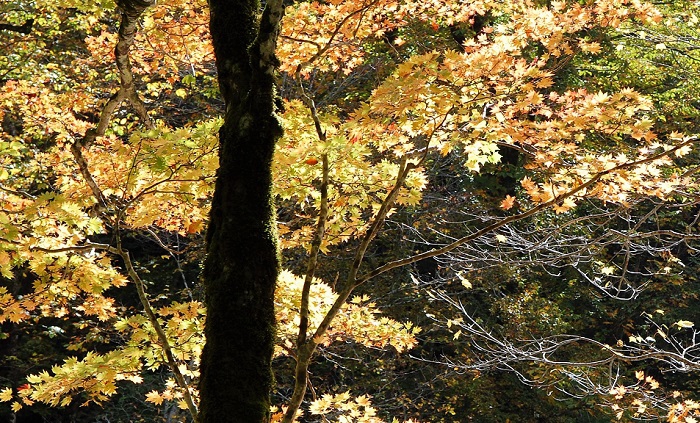 ２０１７年１０月１７日（火）、奥只見・只見川渓谷沿いの紅葉は、いつもながらモミジの色合いがとても美しく見事でした。