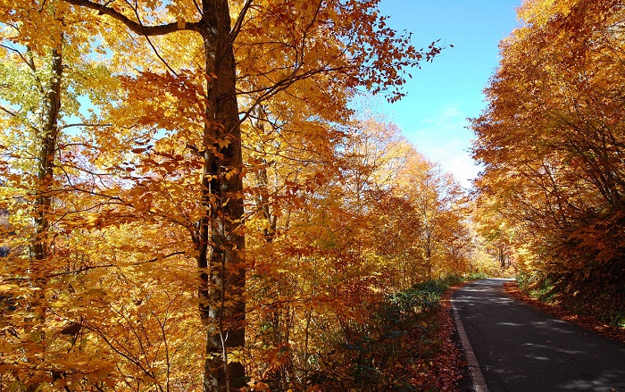 ２０１７年１０月２６日（木）の晴天の中、小沢平ブナ樹海ラインで見る、ブナの原生林の紅葉の姿です。太陽の光が差し込み、本当に美しい光景でした(標高約１３００ｍ地点）。