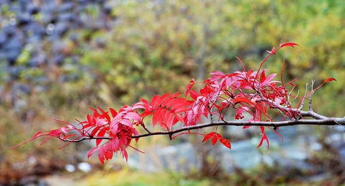 ２０１７年１０月３１日（火）・ミニ尾瀬公園の国道脇のナナカマドがとても鮮やかでした。