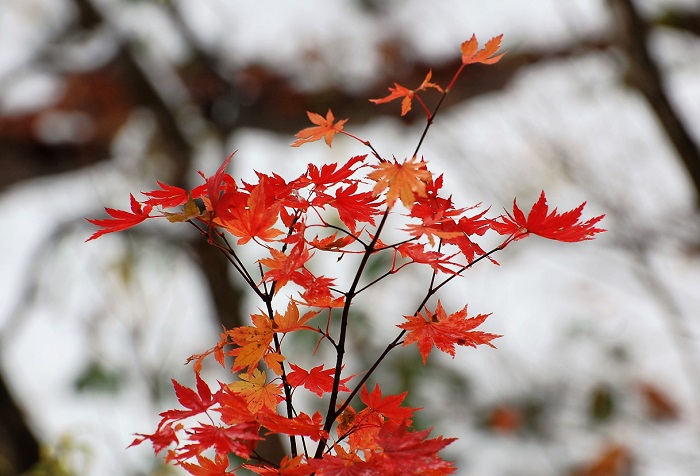 ２０１７年１０月３１日（火）・七入りの奥のブナ坂で見る、雪の中でのモミジの紅葉の姿です。今年の紅葉もほぼ終了し、周りの木々の葉が全て落ちて、初冬の雪景色の光景が広がる中、モミジは美しく鮮やかな姿を魅せておりました。