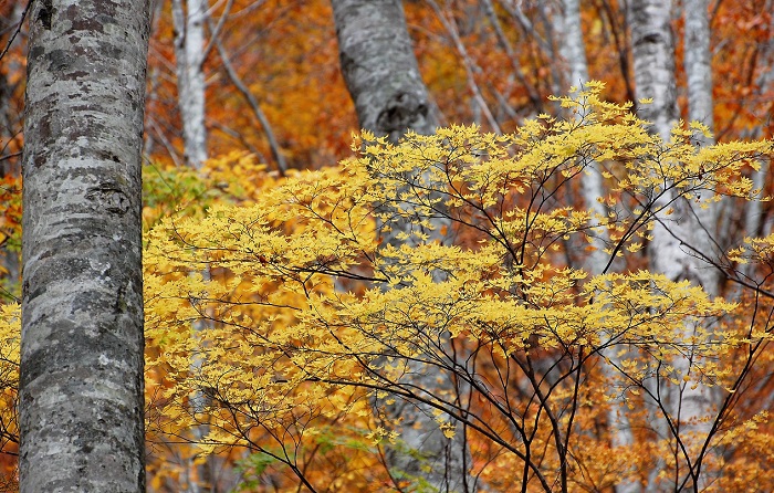 空気までもが綺麗に浄化されているのではと思えるほど美しいブナの原生林の中で、美しい秋の紅葉の姿を魅せるモミジ。（２０１７年１１月１日・小沢平開墾地にて）