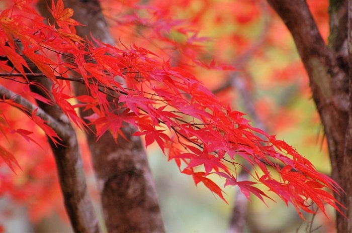 １１月初旬でしたが、本当に美しい見事な紅葉に包まれていた、古峯神社でした。