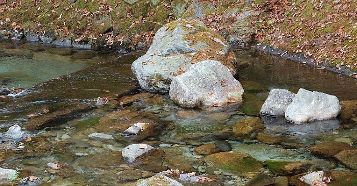 古峯神社の前を流れる大芦川の透明度の高さと美しさには本当に驚きます。朝、御朝食の神饌料理をいただく時に大きな綺麗な窓から大芦川を目前に望みましたが、モミジなどの原生林の紅葉も素晴らしい中に、本当に綺麗な川の流れとせせらぎを望む景色は、心洗われる清らかな景観でした。