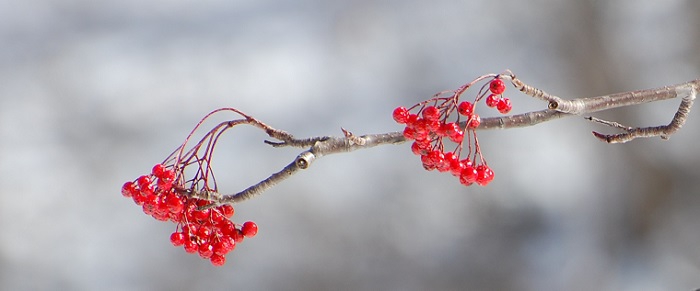 周りが雪景色に染まる中、ナナカマドの実だけが、赤く可憐な姿を魅せておりました(２０１７年１２月９日、檜枝岐村・ミニ尾瀬公園）。
