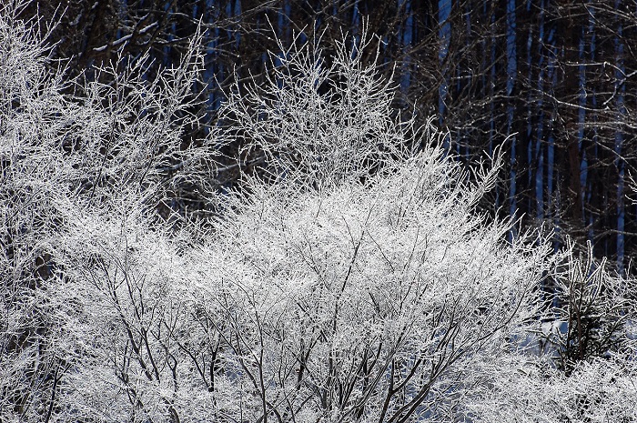 １月１２日(金）から１月１３日(土）の朝にかけて、氷点下１８℃を超える寒さを記録した檜枝岐村。桧枝岐川沿いで美しい霧氷の姿が見られました。画像は檜枝岐村・下畑地区で見られた原生林の霧氷の姿です。