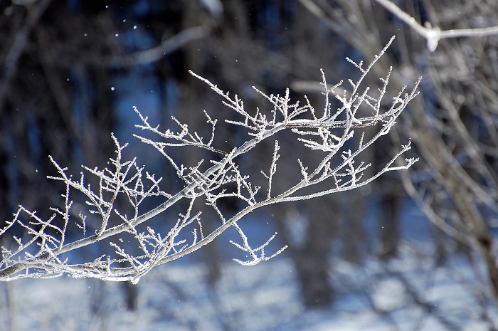 １月１２日(金）から１月１３日(土）の朝にかけて、氷点下１８℃を超える寒さを記録した檜枝岐村。桧枝岐川沿いで美しい霧氷の姿が見られました。キラキラと光り輝く木の枝がとても幻想的でした。