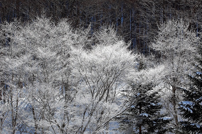 １月１２日(金）から１月１３日(土）の朝にかけて、氷点下１８℃を超える寒さを記録した檜枝岐村。桧枝岐川沿いで美しい霧氷の姿が見られました。朝日を浴びた晴天の朝に見られる雪と光の景観は、美しく、また、いつも見られるものではない、貴重な冬の自然のワンシーンです。