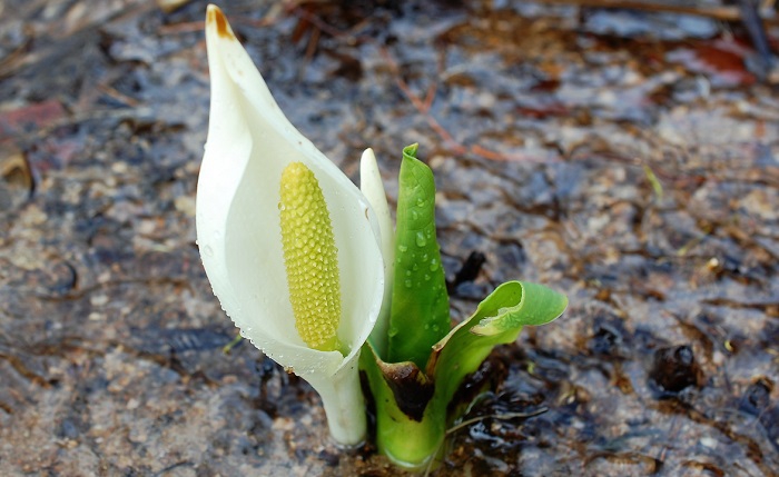 美しい透明度の高い綺麗な水の中で、可憐なかわいい姿を魅せる水芭蕉。長く厳しい冬が終わり、特別豪雪地帯にも待望の春の季節が訪れております。まるで、鮮やかな新緑や、美しい花々の季節の始まりを告げて、微笑んでいるかのようです。(平成３０年４月７日・檜枝岐村内にて）