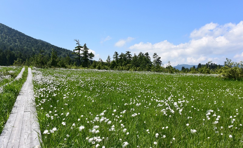 昨年２０１７シーズン、７月～８月の夏の季節ではワタスゲやキンコウカなどの花々の群生が綺麗で、心洗われる美しい感動の景観が見られました。今年も天候等に恵まれ、美しい花々に出会えることを願いたいところです。