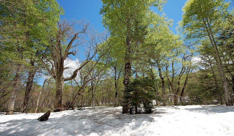 昨年２０１７シーズンの春は大雪のため残雪も多く、残雪とブナの新緑などの景観がとても鮮やかな新緑の季節でした。(画像は尾瀬ブナ平・２０１７年５月２８日の様子です）