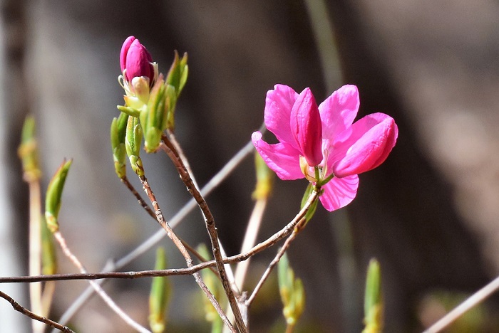 春の名花・美しいムラサキヤシオツツジも姿を魅せ始めております。