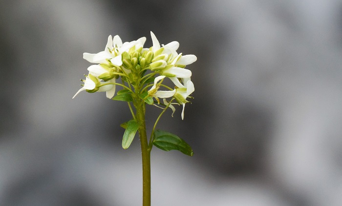 これは、山ワサビの花です。深山霊峰の山中で出会いました。