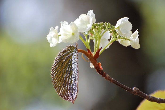 新緑の原生林内を美しく可憐に彩るオオカメノキの花々が今年も始まりを迎えようとしております。（２０１８年５月８日）