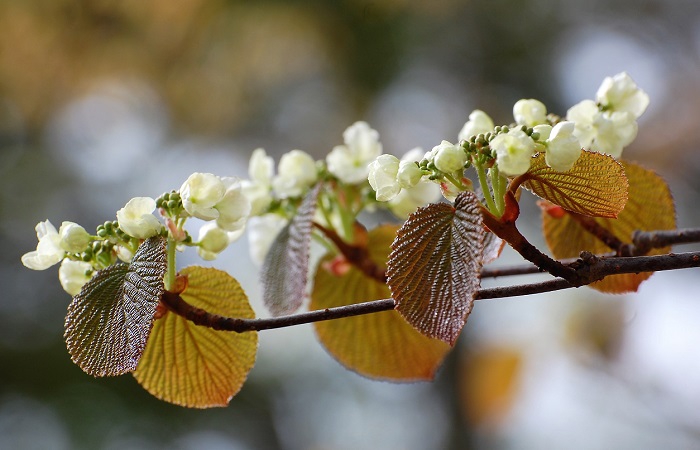 新緑の原生林内を美しく可憐に彩るオオカメノキの花々が今年も始まりを迎えようとしております。（２０１８年５月８日）