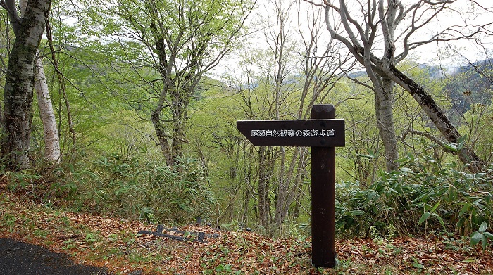 尾瀬ブナ平下部の尾瀬自然観察の森遊歩道付近の新緑も見頃を迎えております（２０１８年５月８日）。