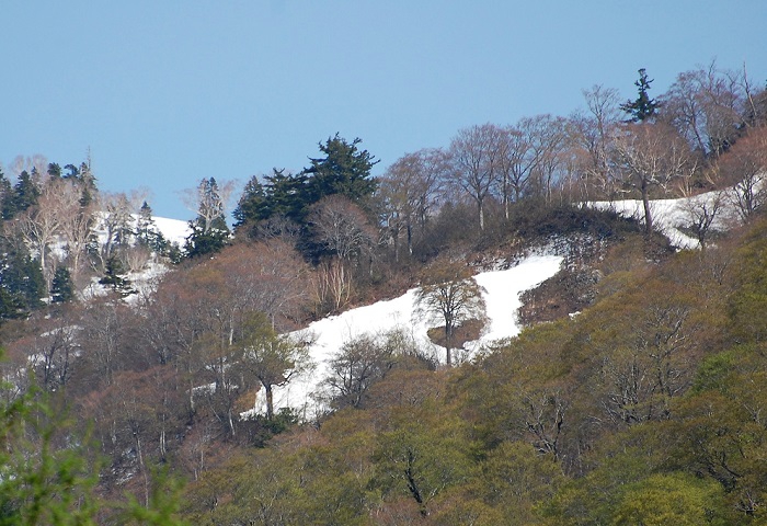 会津駒ケ岳の尾根伝いにも残雪が残り、ブナの原生林の鮮やかな新緑と雪景色の景観が見られる季節がやってきました。