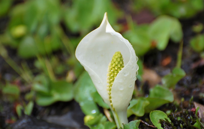 尾瀬御池登山口付近の湿原では、水芭蕉が姿を魅せ始めました（２０１８年５月１４日）。