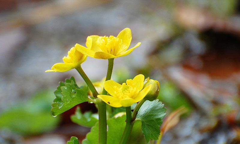 尾瀬御池登山口付近の湿原では、水芭蕉とともにリュウキンカも姿を魅せ始めております（２０１８年５月１４日）。この後、タテヤマリンドウやショウジョウバカマやシナノキンバイなどが次々に咲き始める尾瀬。今年も花の楽園・尾瀬の季節がやってきました。