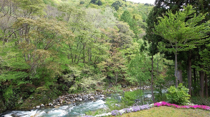 男性浴室より望む新緑と雪解け水流れる檜枝岐川渓谷の光景です（２０１８年５月１４日）。雪解けもほぼ終わる６月頃になると、静かに流れゆくせせらぎの光景に変わってゆきます。