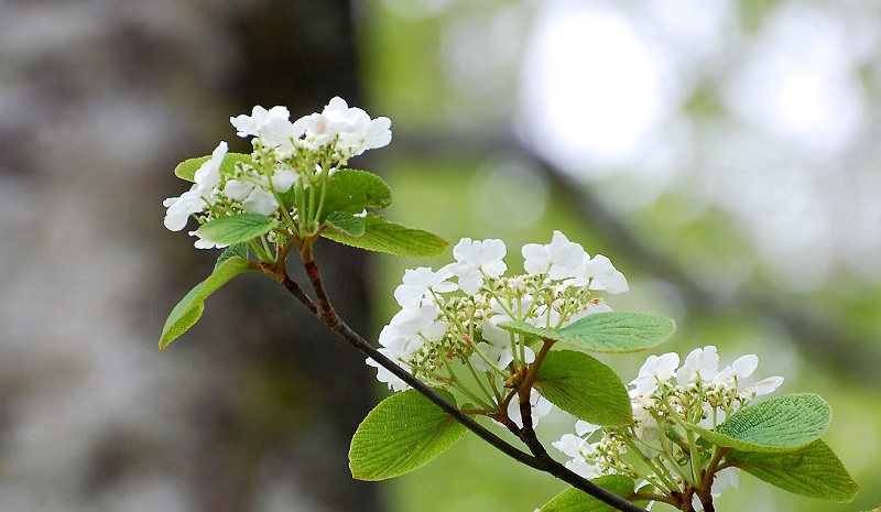 尾瀬ブナ平では日ごとにオオカメノキの純白の花々が咲き広がり、春のブナの原生林の美しさに出会える季節となってきました。ブナ坂や、尾瀬ブナ平へおいでになられたお客様は、国道沿いでもオオカメノキの美しい白い花々が見られますので、車窓からでもご覧くださいませ。