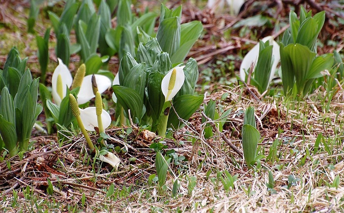 標高約１５００ｍの尾瀬御池登山口周辺の湿原でも水芭蕉は広大に咲き始めておりますが、標高１６００ｍの尾瀬沼周辺や大江湿原でも可憐な水芭蕉の姿が見られることと思います(２０１８年５月１８日・尾瀬御池登山口　御池湿原にて）。