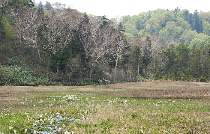 標高約１５００ｍの尾瀬御池登山口周辺の湿原でも水芭蕉は広大に咲き始めており、ブナの原生林の新緑の景観の中で、清らかな豊富な水と貴重な湿原によって生み出される、かけがえのない尾瀬の景観が望めます。