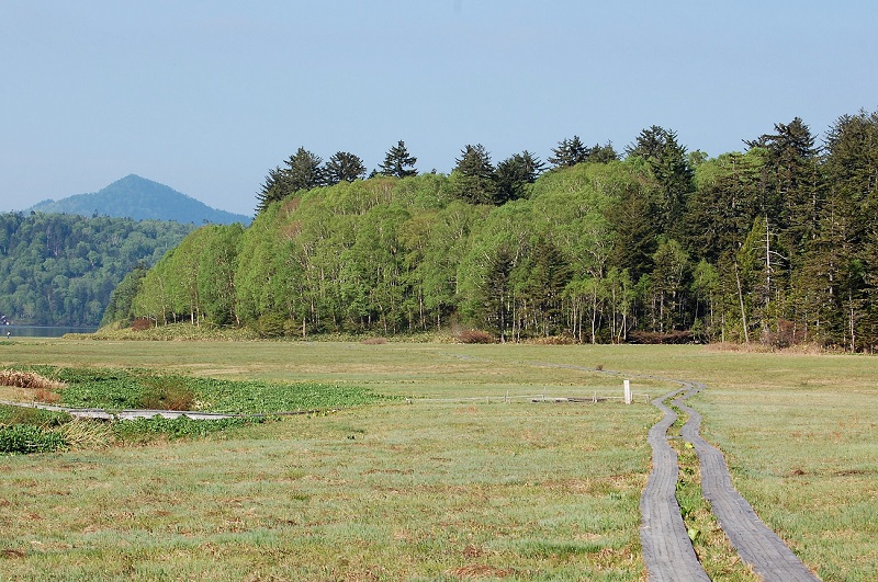 尾瀬の春では濃い緑の針葉樹林の中で、鮮やかに彩るダケカンバの新緑が見事で、冬の厳しい自然を乗り越えたダケカンバの美しさには心洗われるものがあります（画像は２０１７年６月末のものです）。