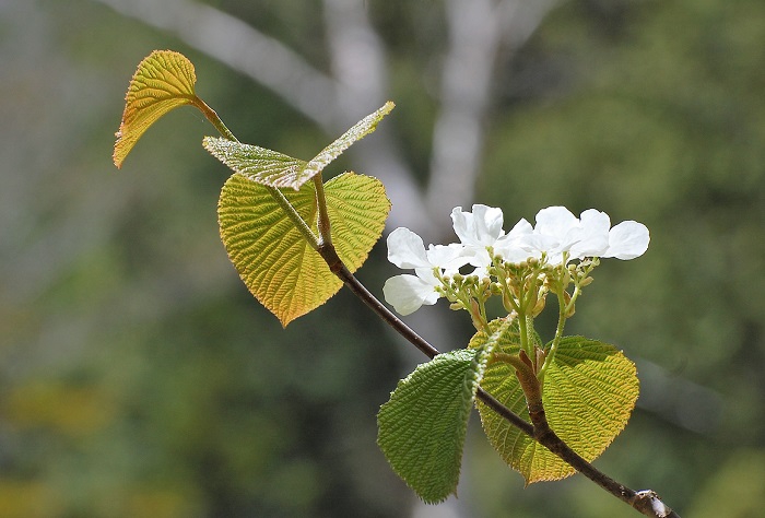 山開き当日の尾瀬ブナ平では、オオカメノキの純白の花々が可憐に咲き広がる姿が見られました。