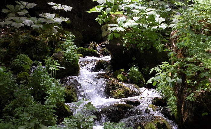 雪解け水が流れ続けるブナの原生林。かけがえのない湿原も山菜も森林も美しい高山植物もすべて豊富な美しい水で成り立ちます(気温も関係しておりますが）。美しい水の流れから自分を見つめ、そして人生までもを振り返ることのできる大自然。尾瀬国立公園の中では多くのかけがえのない美しい水の流れがございます。何気ない景観ですが、この綺麗で豊富な水の流れの景観も、お客様に見ていただきたい景観の一つです。