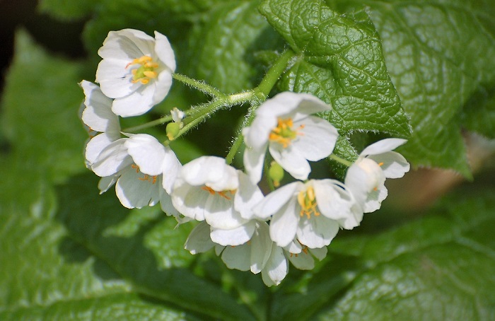 サンカヨウの可憐な花々も咲き始めております。