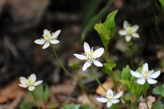 細い茎から花開くミツバオウレンの群生は、木道脇でも広がり、心癒される、深山霊峰の大自然の光景です。