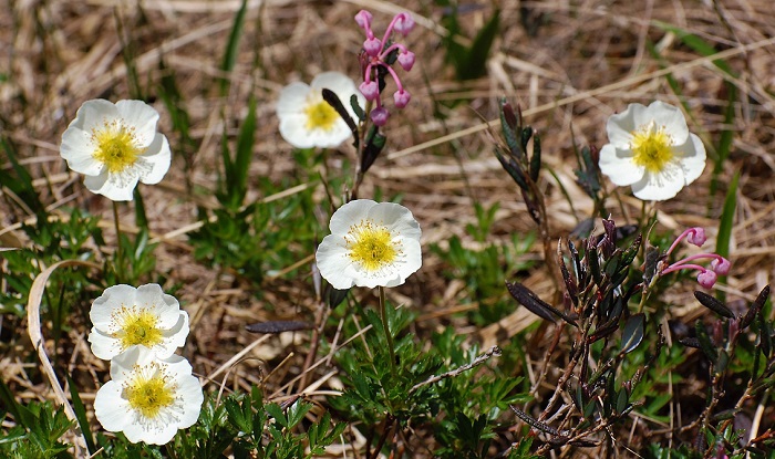 ヒメシャクナゲと一緒に群生して咲き広がるチングルマ。花の楽園・尾瀬を象徴しているような光景は、尾瀬の湿原のかけがえのない美しさの象徴です。