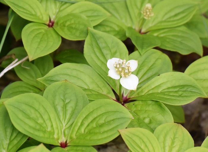 今年も針葉樹林帯の中でゴゼンタチバナの可憐な姿を見られる季節がやってきました。