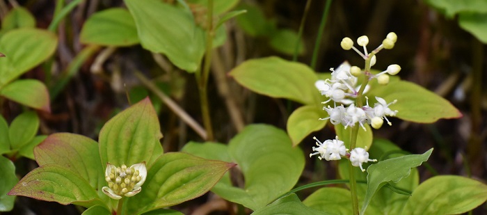 ゴゼンタチバナとともに、舞鶴草の可憐で美しい花々も咲き始めております。