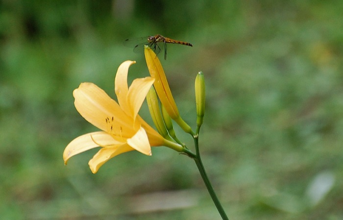 ニッコウキスゲの花芽にとまるトンボの姿です（６月３０日午後３時頃）。