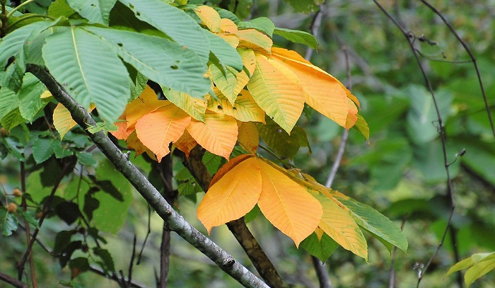 栃の木の葉が少しずつ秋の色に変わり始める、標高約１３００ｍ程のブナの原生林(２０１８年８月７日・立秋）。
